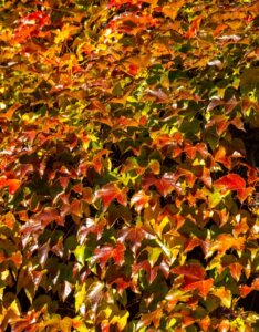 Le Parthenocissus tricuspidata Veitchii
