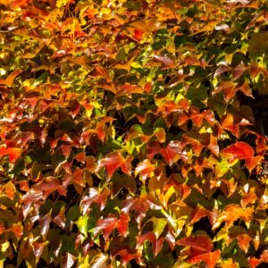 Le Parthenocissus tricuspidata Veitchii