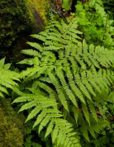 Les fougères