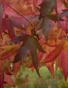 Liquidambar styraciflua 'Worplesdon'