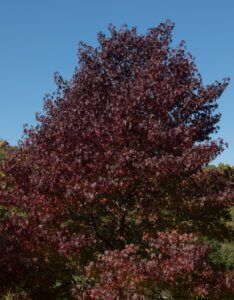 Liquidambar styraciflua 'Worplesdon'
