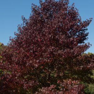 Liquidambar styraciflua 'Worplesdon'