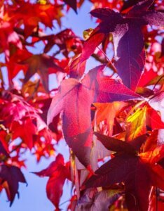 Liquidambar styraciflua ‘Gum Ball’