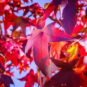 Liquidambar styraciflua ‘Gum Ball’