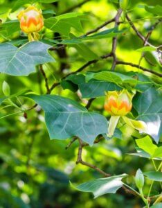 Liriodendron tulipifera