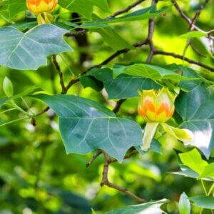 Liriodendron tulipifera