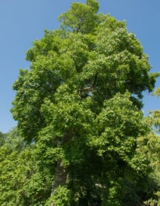 Liriodendron tulipifera