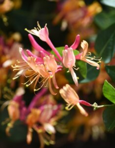 Lonicera x heckrottii Goldflame