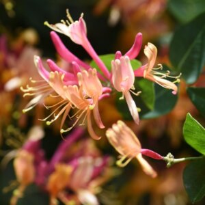 Lonicera x heckrottii Goldflame