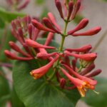 Lonicera xbrownii 'Dropmore Scarlet'
