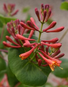 Lonicera xbrownii 'Dropmore Scarlet'