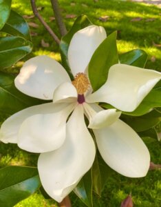 Magnolia grandiflora ‘Galissonière’