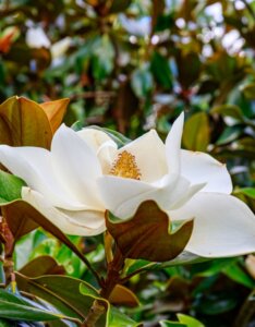 Magnolia grandiflora ‘Galissonière’