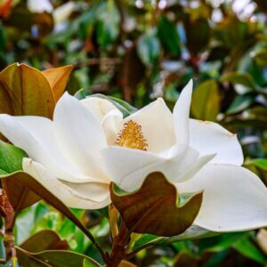 Magnolia grandiflora ‘Galissonière’