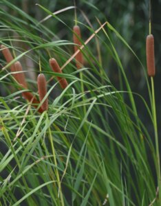 Massette (Typha)
