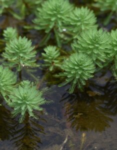 Myriophylle