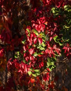 Parthenocissus quinquefolia