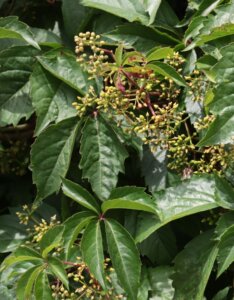 Parthenocissus quinquefolia