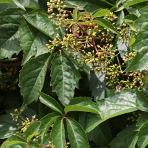 Parthenocissus quinquefolia