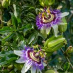 Passiflora Purple Haze