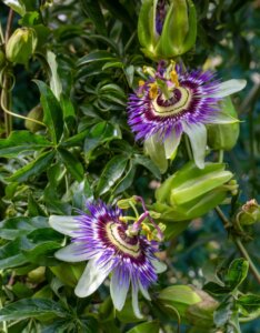 Passiflora Purple Haze