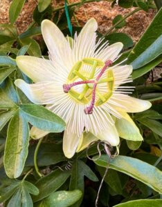 Passiflora caerulea Constance Elliott