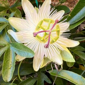 Passiflora caerulea Constance Elliott