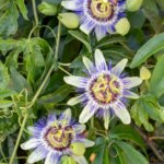 Passiflora caerulea
