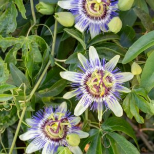 Passiflora caerulea
