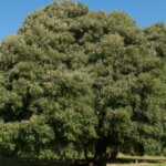 Quercus ilex