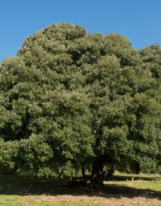 Quercus ilex
