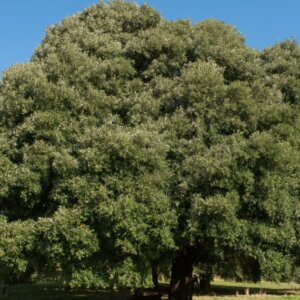 Quercus ilex