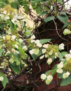 Schizophragma hydrangeoides Moonlight