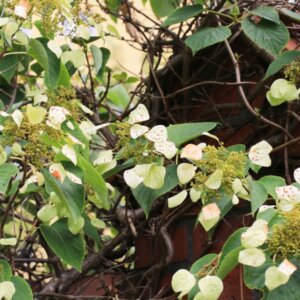 Schizophragma hydrangeoides Moonlight