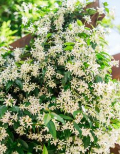 Trachelospermum jasminoides