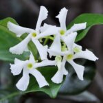 Trachelospermum jasminoides fleur