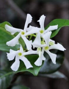Trachelospermum jasminoides fleur