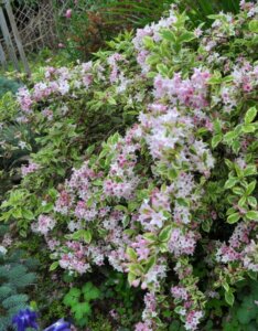 Weigela
