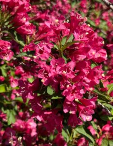 Weigela