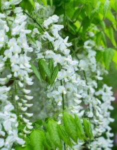 Wisteria sinensis Alba