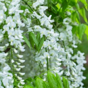 Wisteria sinensis Alba