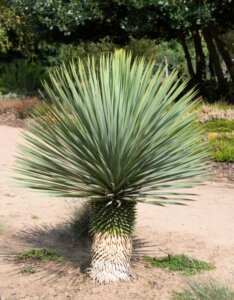 Yucca