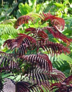 Albizia julibrissin 'Summer Chocolate'