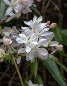 clematis armandii