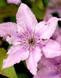 clematis hagley hybrid