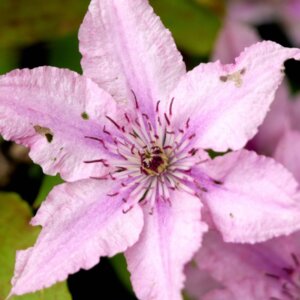 clematis hagley hybrid