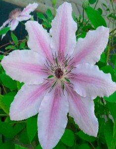 clematis jan pawel ii