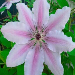 clematis jan pawel ii