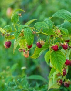 framboisier