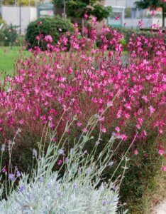 gaura